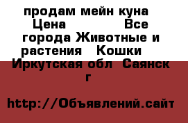продам мейн куна › Цена ­ 15 000 - Все города Животные и растения » Кошки   . Иркутская обл.,Саянск г.